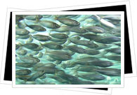 school of fish